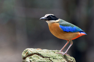 The ultimate bird