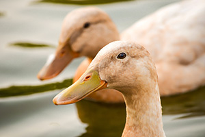 A bird