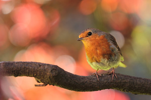 Another bird